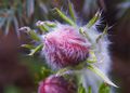 Pulsatilla vulgaris-3 Sasanka zwyczajna